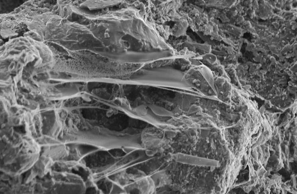 SEM image of biopolymer films in reinforced soil